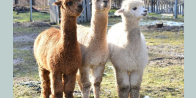 Unsere Tiere | Alte Fasanerie