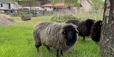 Unsere Tiere | Alte Fasanerie