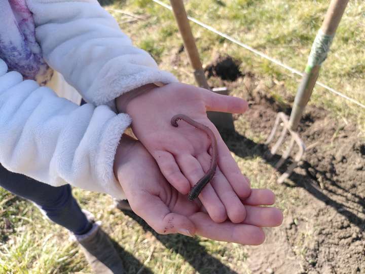 Ackerhelfertage für Familien am Samstag, 29. Mai 2021 () | Alte Fasanerie